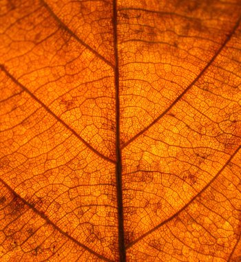 Kuru yaprak damarları doku. Yaprak dokusu üzerinde yakın çekim. Yaprak damarları m