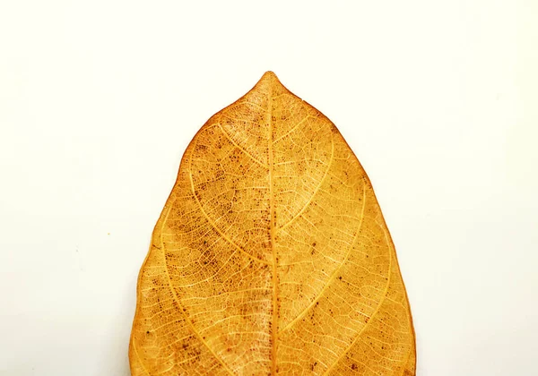 Feuilles sèches texture des veines. Fermer la texture des feuilles isolées sur du whit — Photo
