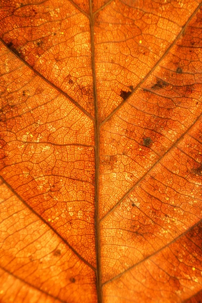 Dry leaves veins texture. Close up on leaf texture. Leaf veins m