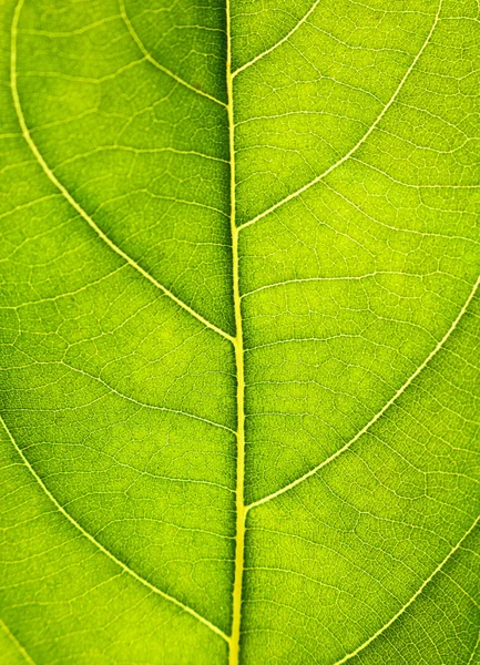 Fermer sur la texture verte des feuilles. Veines foliaires macro vue arrière-plan — Photo