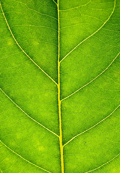 Fermer sur la texture verte des feuilles. Veines foliaires macro vue arrière-plan — Photo