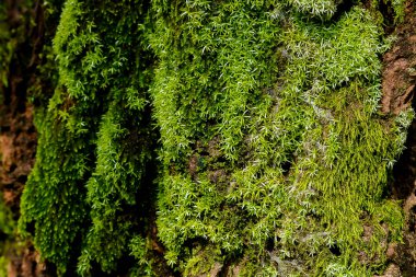 ağaç üzerinde yeşil yosun. yosunlu kabuk arka plan.