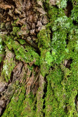 ağaç üzerinde yeşil yosun. yosunlu kabuk arka plan.