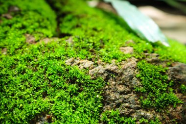 yeşil yosun taş. yosunlu kayalar arka plan.
