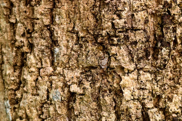 Superfície casca textura de madeira. Velho padrão de madeira casca fundo — Fotografia de Stock