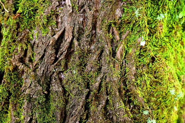 Musgo verde na árvore. Mossy bark fundo . — Fotografia de Stock