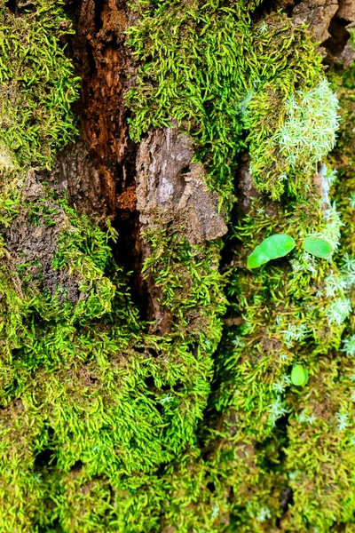 Musgo verde na árvore. Mossy bark fundo . — Fotografia de Stock