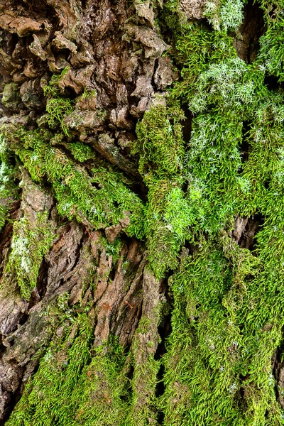 Musgo verde na árvore. Mossy bark fundo . — Fotografia de Stock