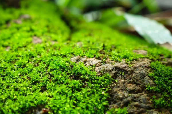 Musgo verde na pedra. rochas musgosas fundo . — Fotografia de Stock