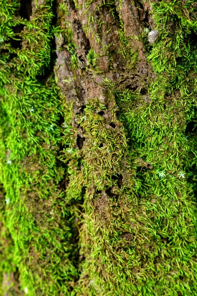 Musgo verde na árvore. Mossy bark fundo . — Fotografia de Stock