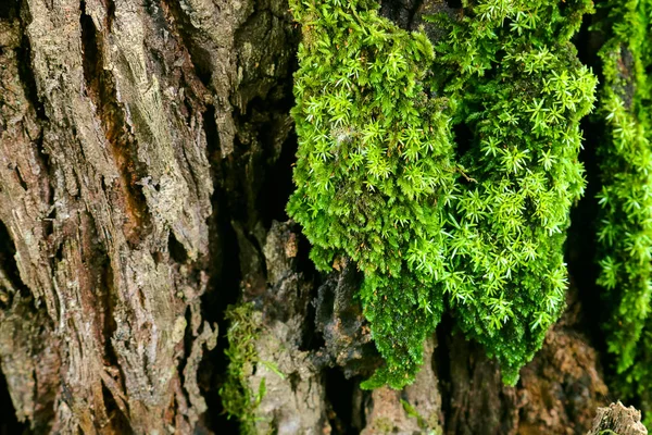 Zelený mech na stromě. mechový kůry pozadí. — Stock fotografie