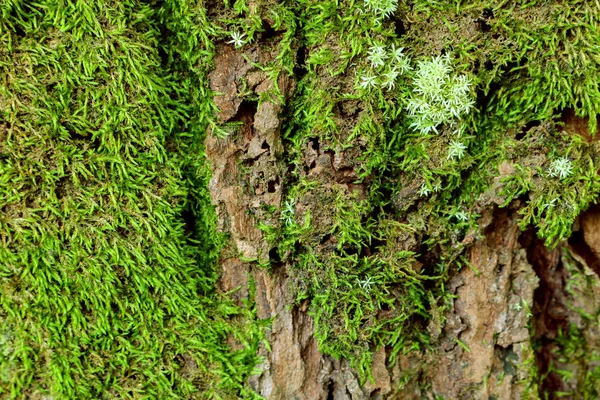 Musgo verde na árvore. Mossy bark fundo . — Fotografia de Stock