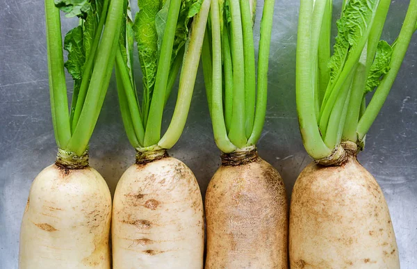 Fresh white radish. Radish is root vegetable has a lot of health