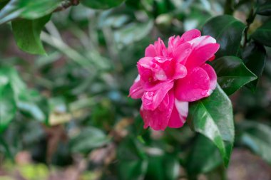 Güzel bir pembe çiçek. Manolya.