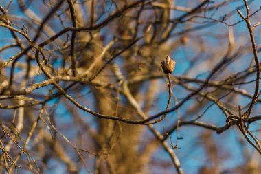 Sonbaharda Lale ağacı. Liriodendron tulipifera. Ağaç dalları mavi gökyüzüne karşı yaprakları olmadan