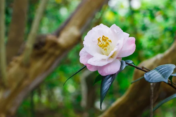 Yumuşak pembe çiçek. Azalea. Charleston. Güney Carolina Bahçe. Saç ekimi ve Manolya bahçeleri