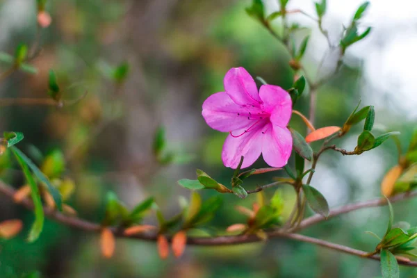 Güzel bir pembe çiçek. Azalea. Charleston. Güney Carolina Bahçe. Manolya Plantation ve bahçeler