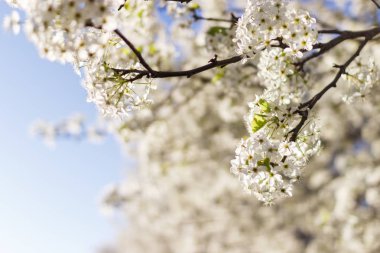 Bir ağaç bahar beyaz çiçekler. Yabani armut çiçeği