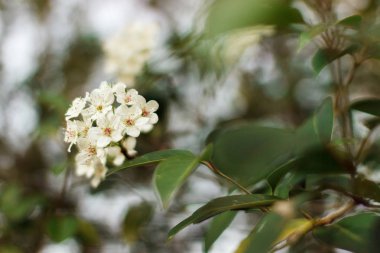 Baharda ağaçta beyaz çiçekler