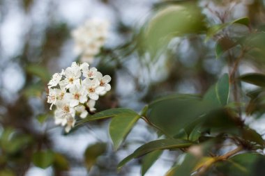 Baharda ağaçta beyaz çiçekler