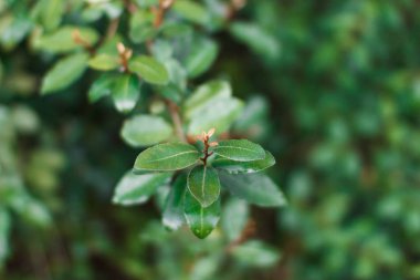 Genç yeşil yaprakları. Bahar