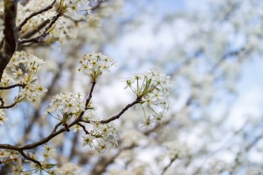 Çiçek açması şube armut. Parlak renkli bahar çiçekleri