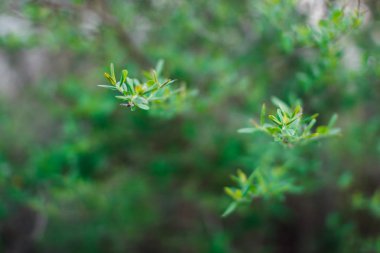 İlk bahar nazik yapraklar, tomurcuklar ve dallar makro arkaplan