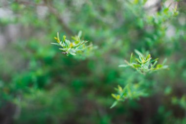 İlk bahar nazik yapraklar, tomurcuklar ve dallar makro arkaplan
