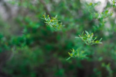 İlk bahar nazik yapraklar, tomurcuklar ve dallar makro arkaplan