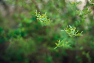 İlk bahar nazik yapraklar, tomurcuklar ve dallar makro arkaplan