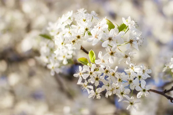 Weiße Blüten Auf Einem Baum Frühling Wilde Birnenblüten — Stockfoto