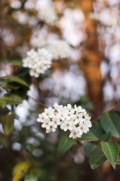 Weiße Blumen Auf Einem Baum Frühling — Stockfoto