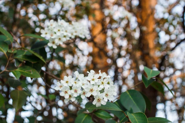 Άσπρα Λουλούδια Ένα Δέντρο Την Άνοιξη — Φωτογραφία Αρχείου