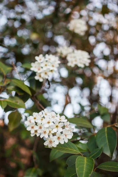 Weiße Blumen Auf Einem Baum Frühling — Stockfoto