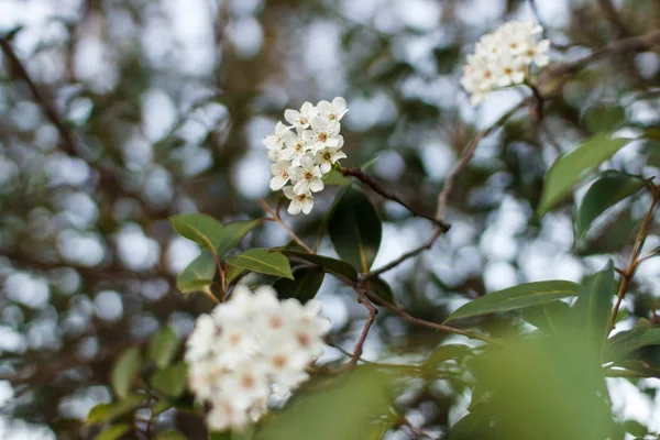 Bílé Květy Stromě Jaře — Stock fotografie