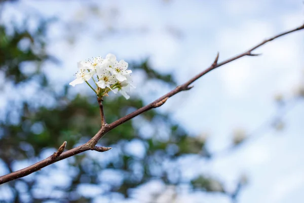 Weiße Birnenblüten Frühling — Stockfoto