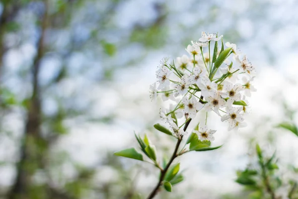 Weiße Birnenblüten Frühling — Stockfoto