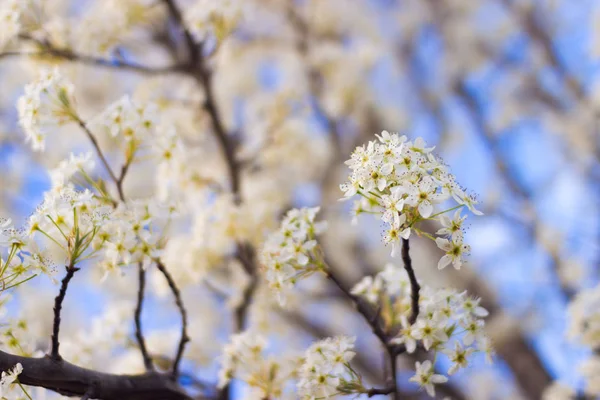 Kwitnąca Gałąź Gruszka Jasne Kolorowe Wiosennych Kwiatów — Zdjęcie stockowe