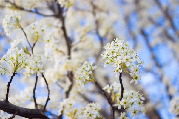 Kwitnąca Gałąź Gruszka Jasne Kolorowe Wiosennych Kwiatów — Zdjęcie stockowe
