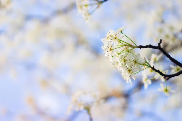 Weiße Birnenblüten Frühling — Stockfoto
