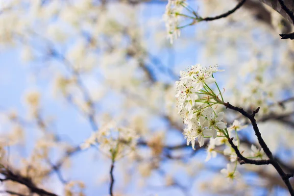 Białe Kwiaty Gruszki Wiosną — Zdjęcie stockowe