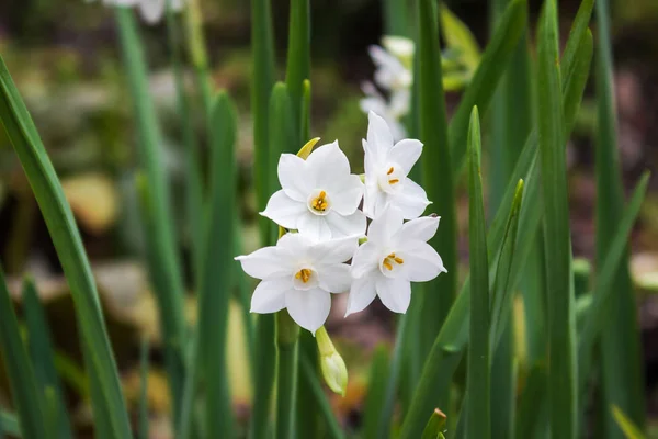 Белый Весенний Нарцисс Цветы Цветок Нарцисса Известный Нарцисс Нарцисс Джонкиль — стоковое фото