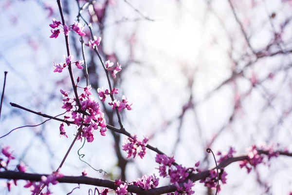 Zweige Der Blühenden Cercis Canadensis Gegen Blauen Himmel — Stockfoto