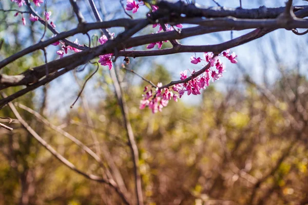 Zweige Der Blühenden Cercis Canadensis Gegen Blauen Himmel — Stockfoto