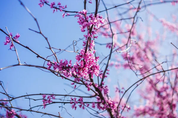 Drzewo Redbud Wiosna Kwitnąca Małymi Kwiatami Lilii Zbliżenie — Zdjęcie stockowe