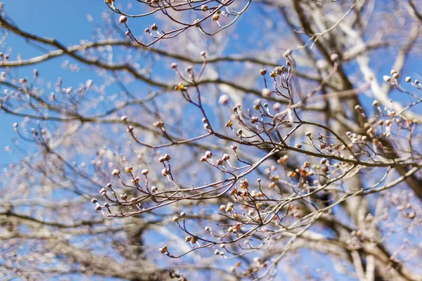 Zweige Eines Baumes Ohne Blätter Zeitigen Frühling Vor Einem Strahlend — Stockfoto