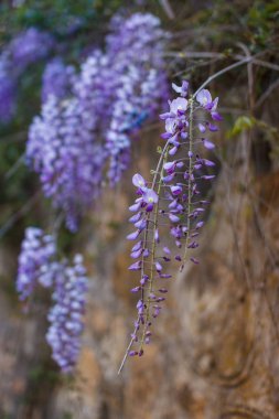 Taş duvar baharda çiçeklenme wisteria sinensis