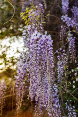 Bahar çiçekleri arka plan. Güzel wisteria çiçekler bahar Sunset'teki bahçede çiçek.