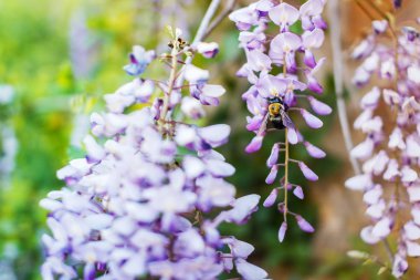 Güzel çiçek açan wisteria ve süpürge