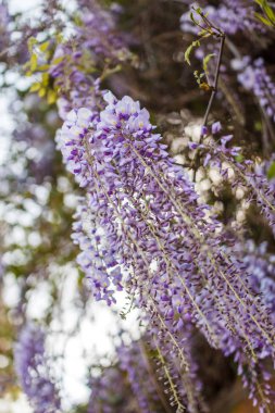 Bahar çiçekleri arka plan. Güzel wisteria çiçekler bahar Sunset'teki bahçede çiçek.